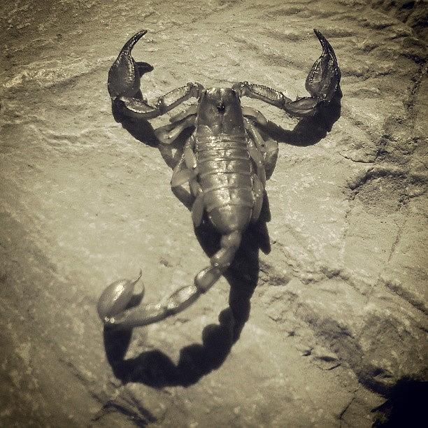 Nature Photograph - #blackandwhite #skorpijon #scorpio by Tina Mohar
