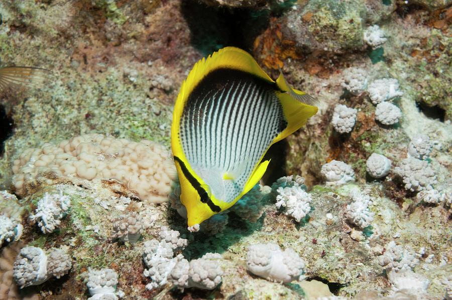 Blackback Butterflyfish Photograph By Georgette Douwma