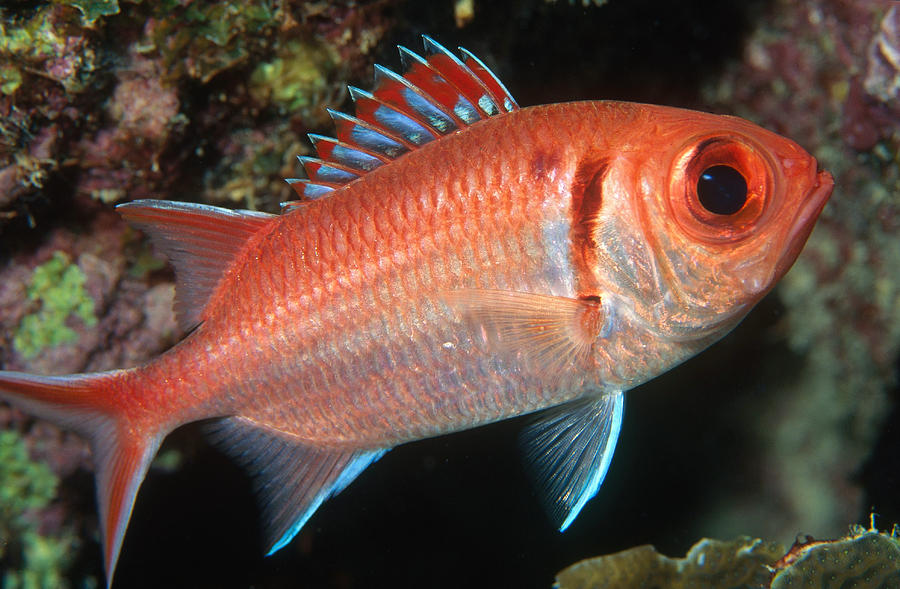 Blackbar Soldierfish Photograph by Charles Angelo