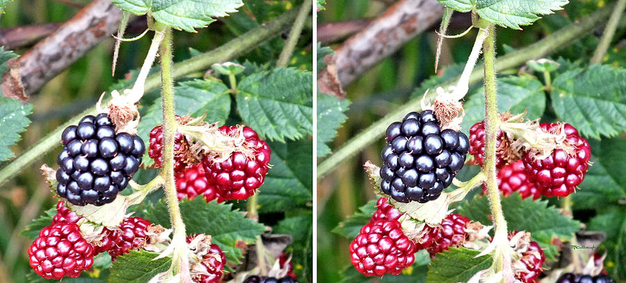 Blackberries in Stereo Photograph by Duane McCullough