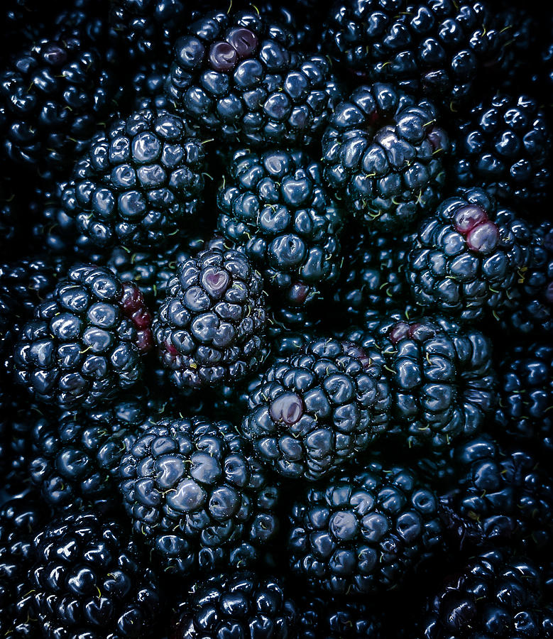 Blackberries Photograph by Karen Wiles