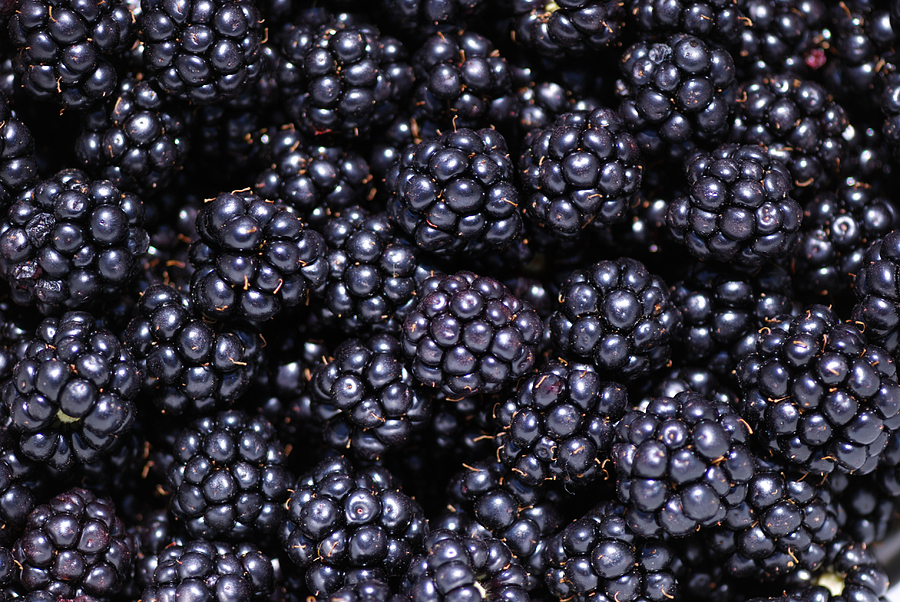 Blackberries Photograph by Loree Johnson
