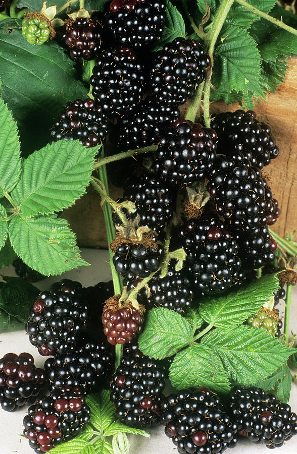 Still Life Photograph - Blackberries by Ray Lacey/science Photo Library