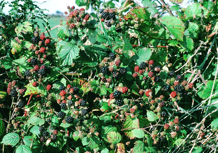 Summer Photograph - Blackberries (rubus Fruticosus) by Maurice Nimmo/science Photo Library