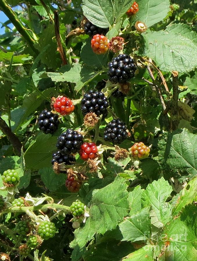 Blackberries Photograph by Susanne Baumann