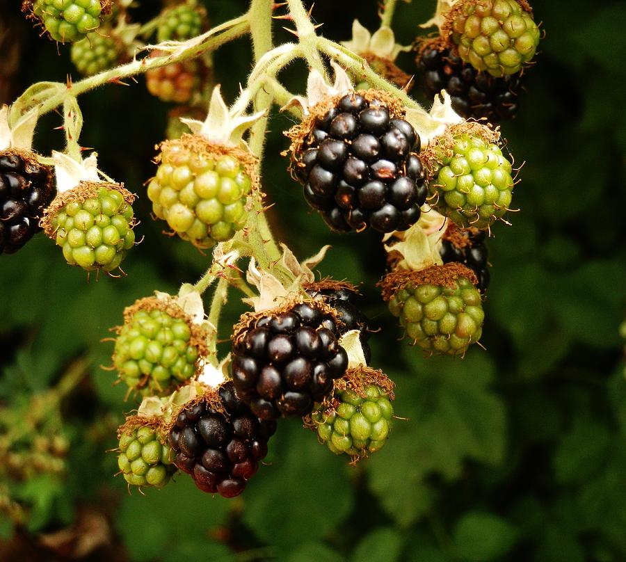 Blackberries Photograph by VLee Watson