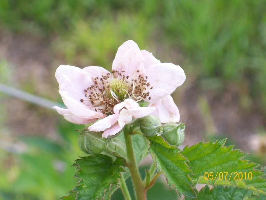 Blackberry Blossom Photograph by Belinda Lee