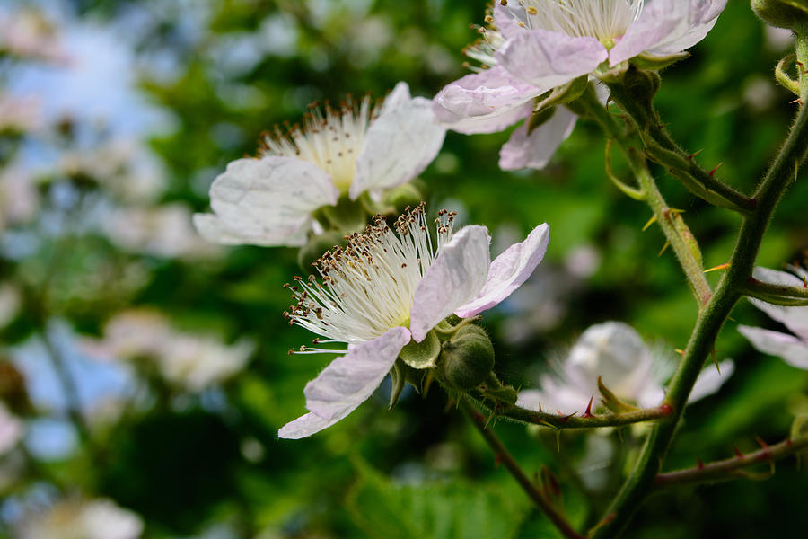 Blackberry Blossom Photograph by Tikvahs Hope