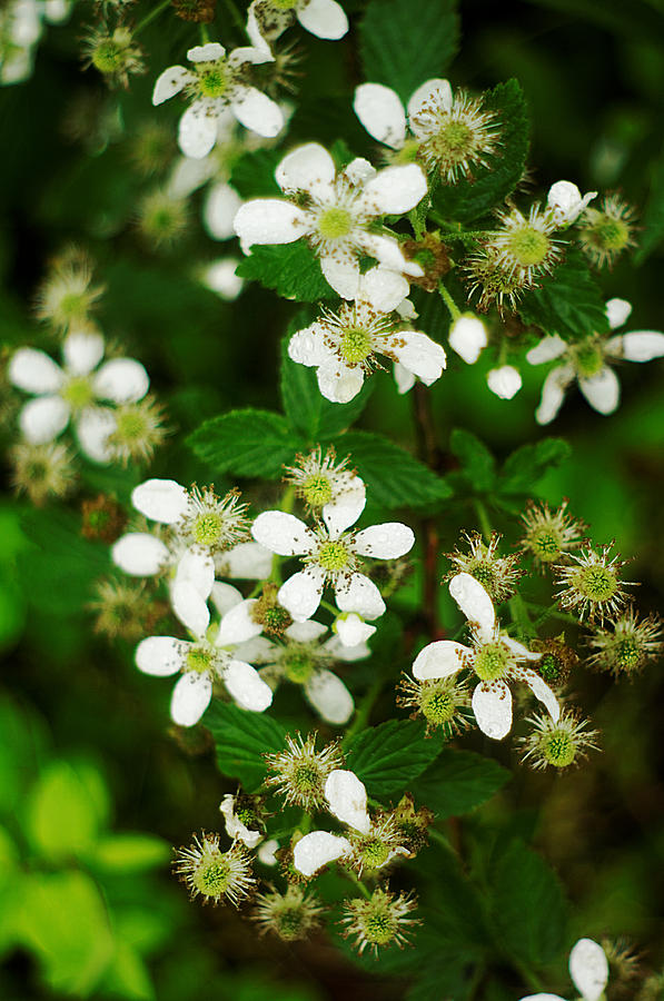 Blackberry Blossoms Photograph by Suzanne Powers