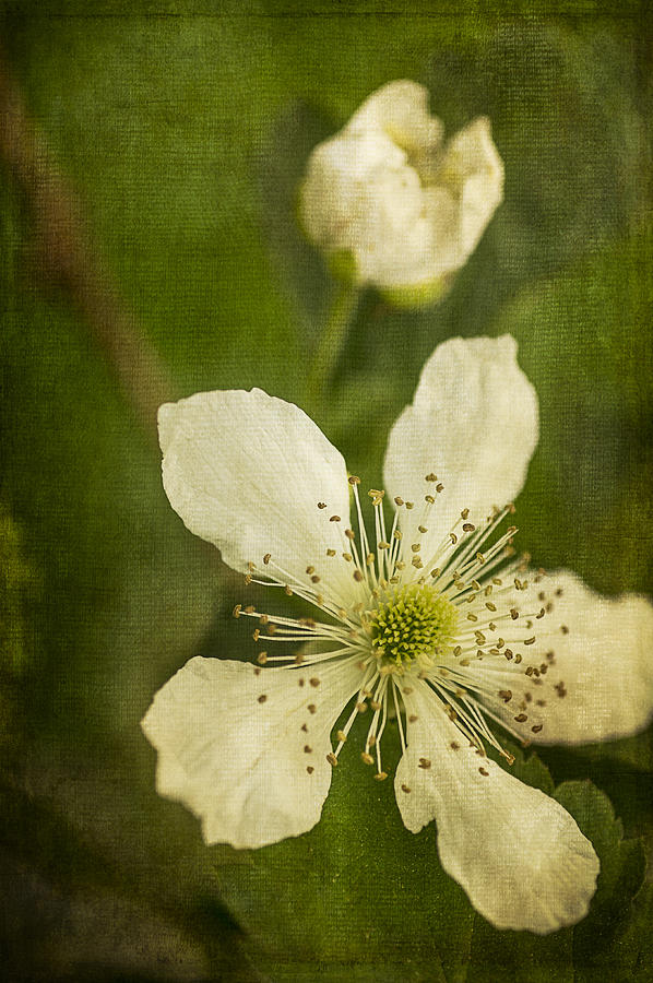 Blackberry Flower with Textures Photograph by Wayne Meyer