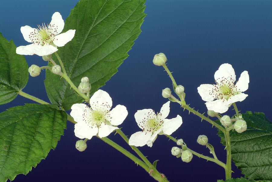 Nature Photograph - Blackberry Flowers (rubus Fruticosus) by Bildagentur-online/th Foto/science Photo Library