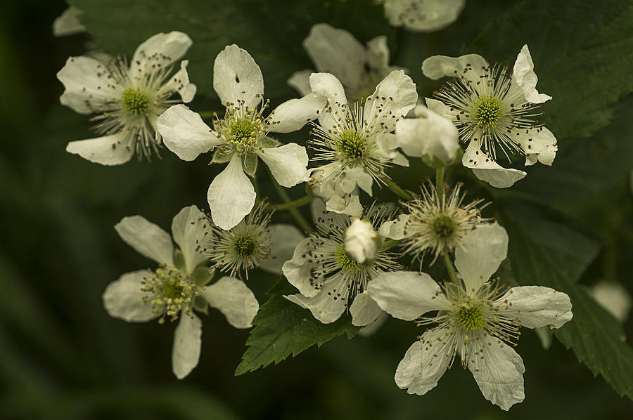 Blackberry Flowers Photograph by Wayne Meyer