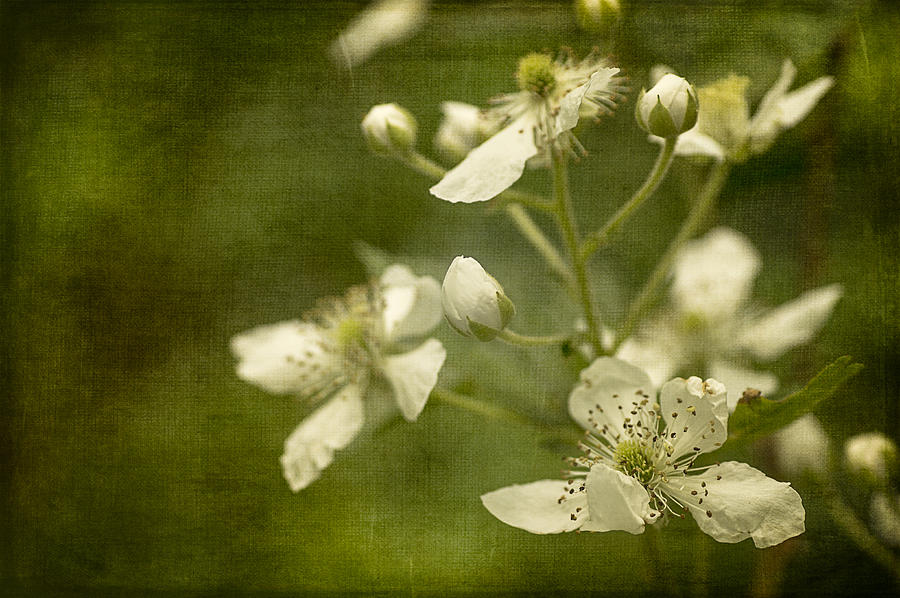 Blackberry Flowers with Textures Photograph by Wayne Meyer