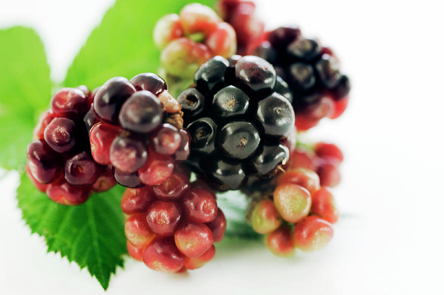 Still Life Photograph - Blackberry Fruit by Gustoimages/science Photo Library