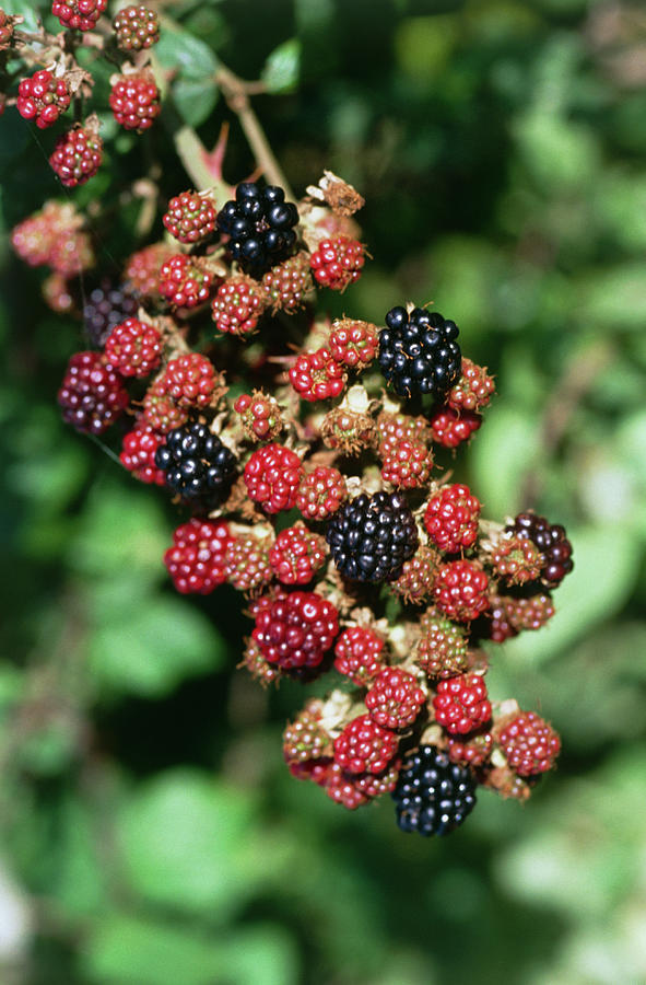 Fruit Photograph - Blackberry Fruits On Branch by Lesley G Pardoe/science Photo Library