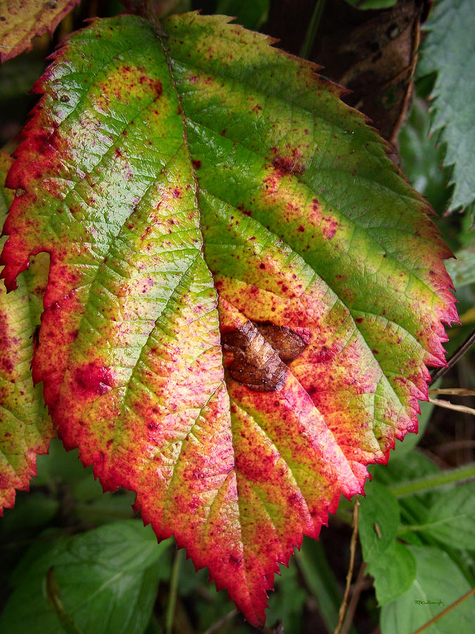 Blackberry Leaf in the Fall 4 Photograph by Duane McCullough