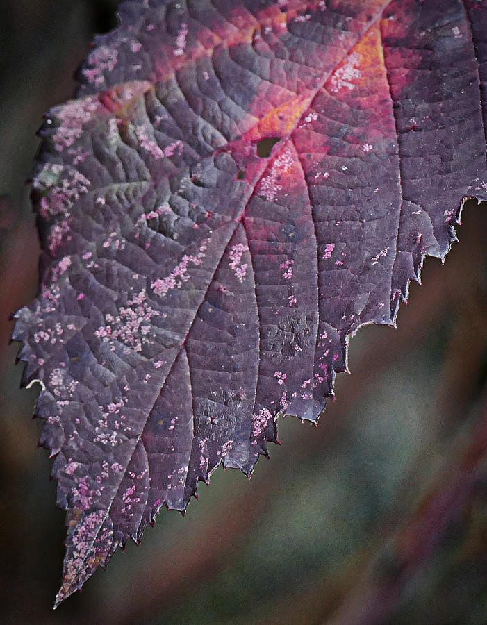 Leaf Photograph - blackberry Leaf by Ron Roberts