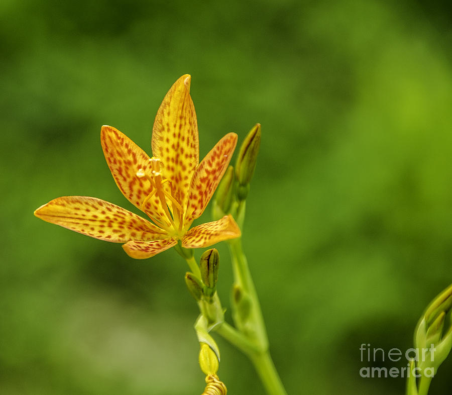 Blackberry Lily 1 Photograph by Mary Carol Story