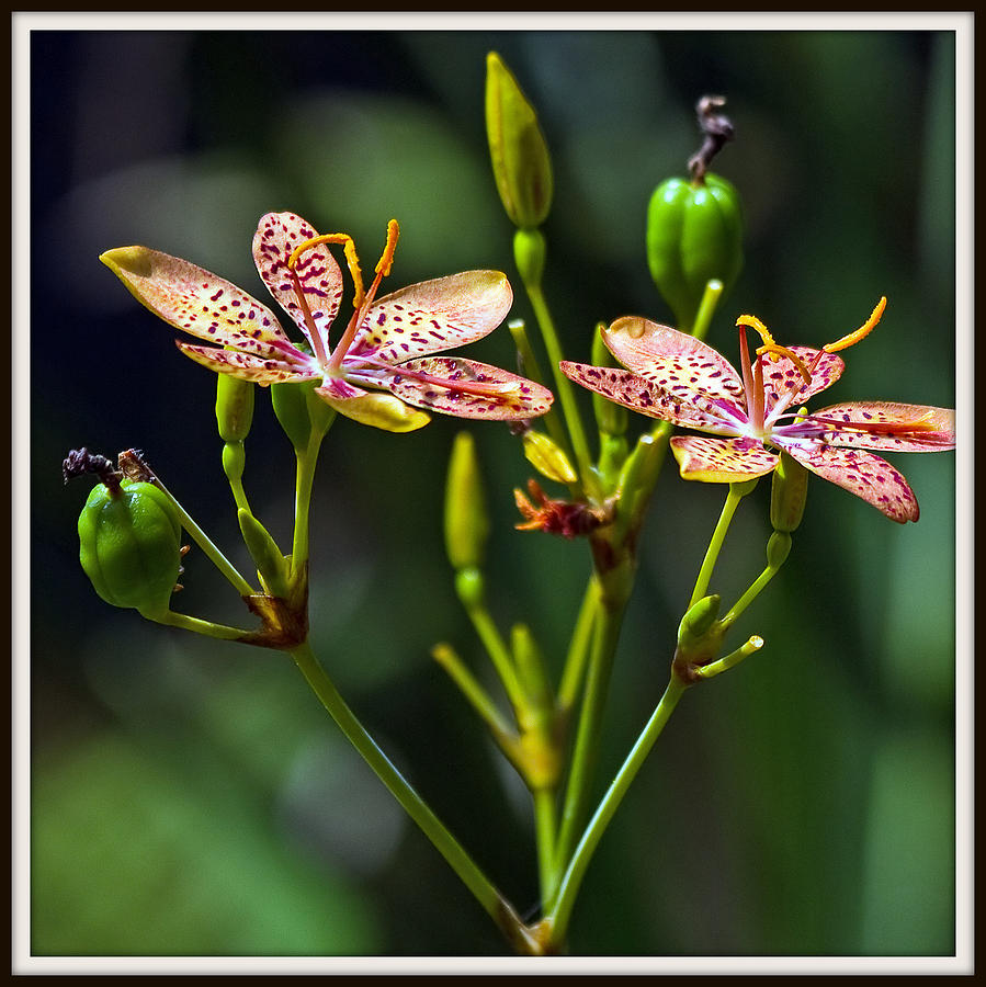 Blackberry Lily Photograph by Farol Tomson