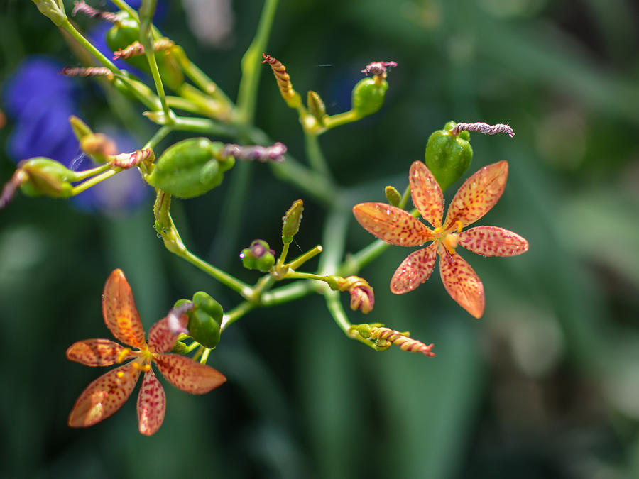 Flower Photograph - Blackberry Lily by Larry Pacey