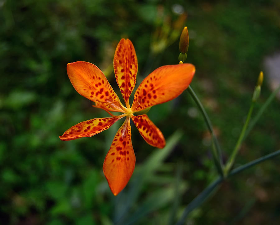 Blackberry Lily Photograph by Tom Wurl