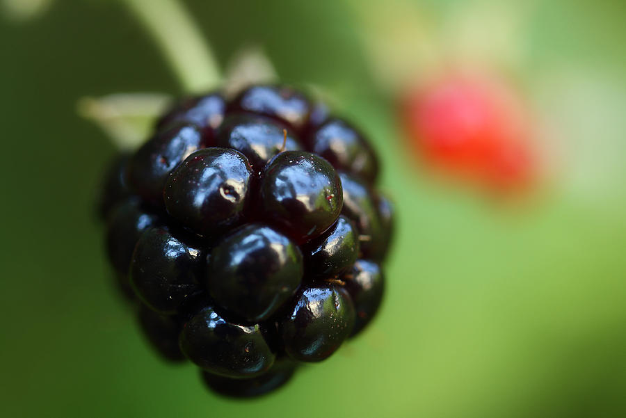 Wild Blackberry Photograph - Blackberry On The Vine by Michael Eingle