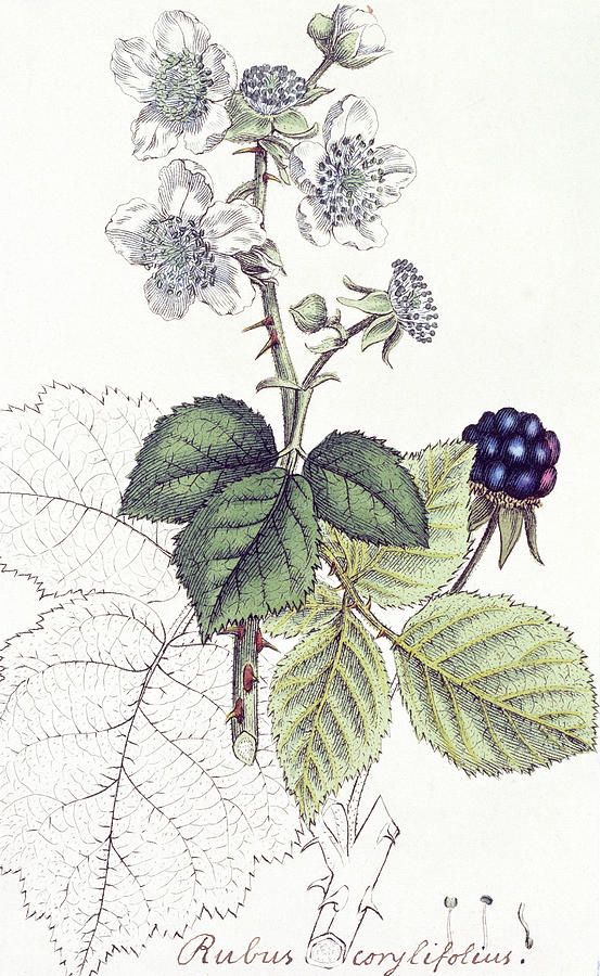 blackberry plant drawing