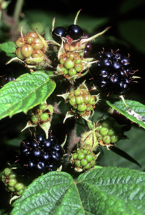 Nature Photograph - Blackberry (rubus Corymbosus) by Bruno Petriglia/science Photo Library