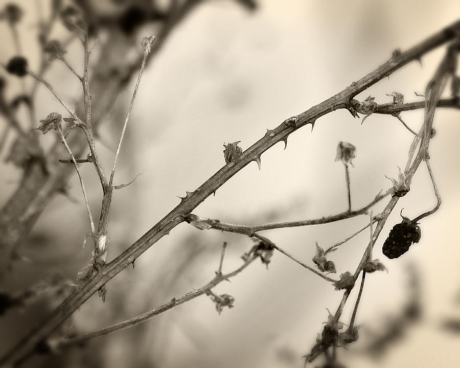 Blackberry Thorns 2 Photograph by Scott Hovind