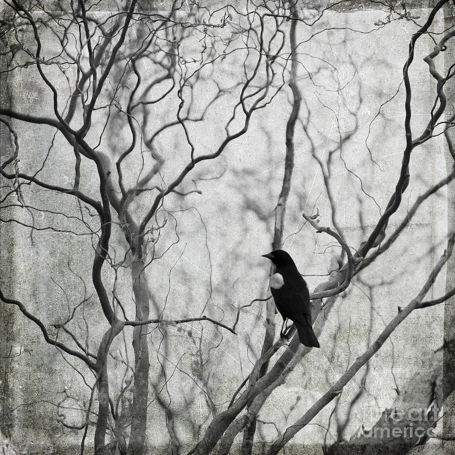 Black And White Photograph - Blackbird 3 by Diane Miller