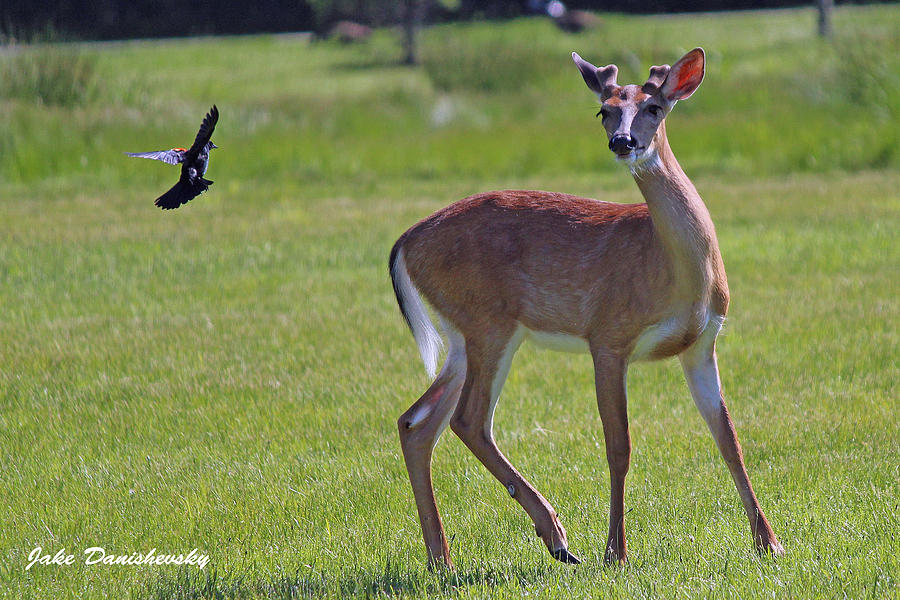 Deer Photograph - Blackbird And A Deer by Jake Danishevsky