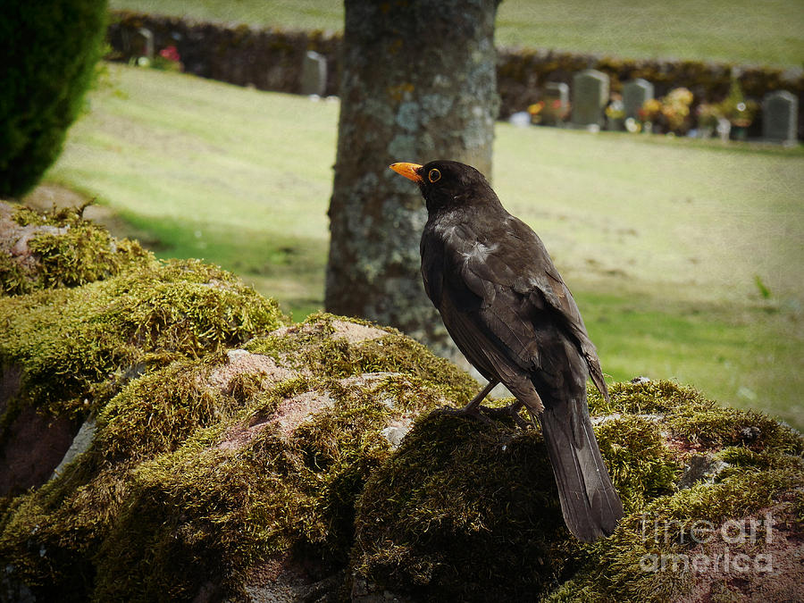 Blackbird in Edzell Photograph by Valerie Reeves