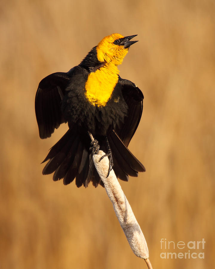 Blackbird Belting Out Song Photograph by Max Allen