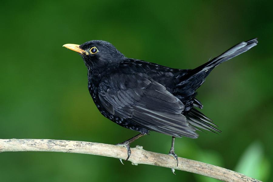 Blackbird Photograph by Science Photo Library Blackbird Photograph by Science Photo Library