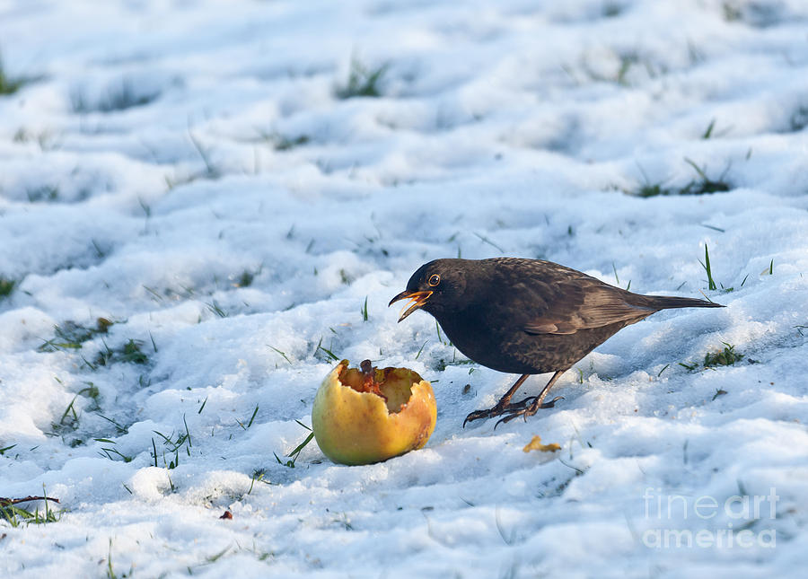 Blackbird eats apple on snow Photograph by Liz Leyden