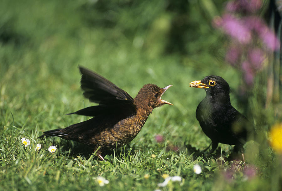 Blackbird Feeding Young Photograph by John Daniels