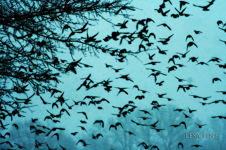 large flocks of blackbirds