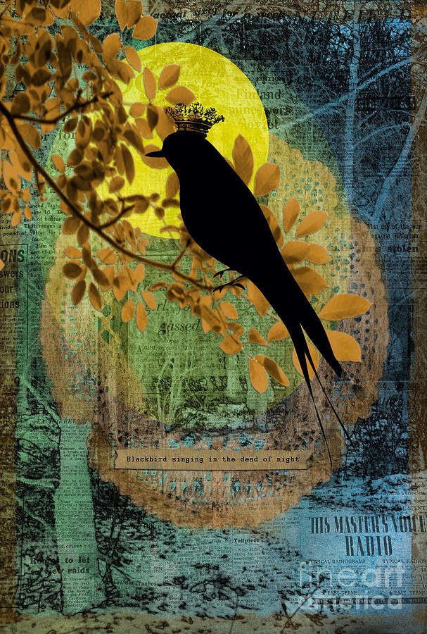 Blackbird Photograph - Blackbird by Gillian Singleton