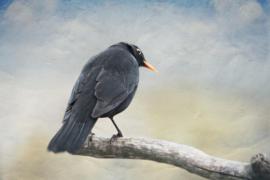 Animal Mixed Media - Blackbird by Heike Hultsch
