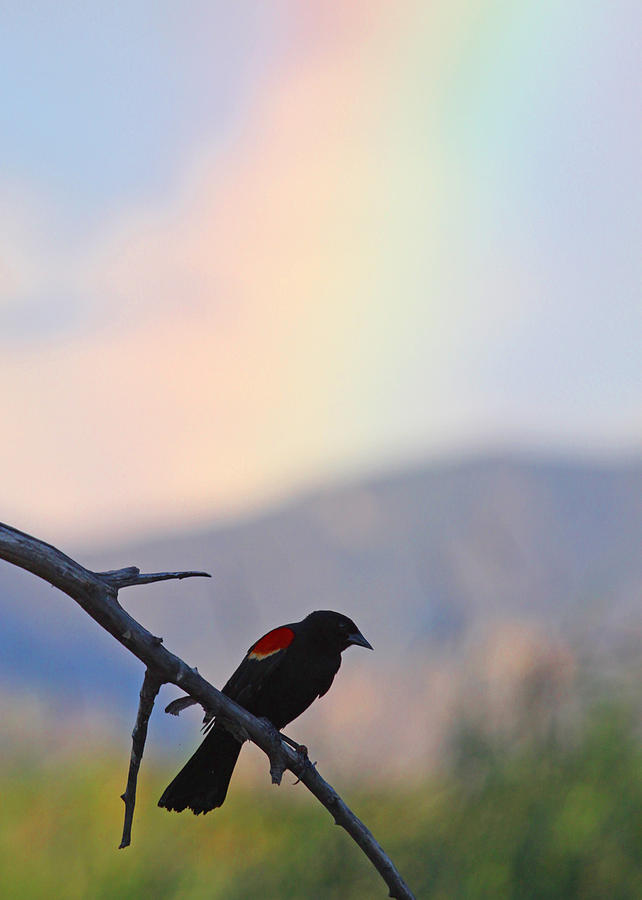 Red Photograph - Blackbird in front of Rainbow by Brian Magnier Red Photograph - Blackbird in front of Rainbow by Brian Magnier