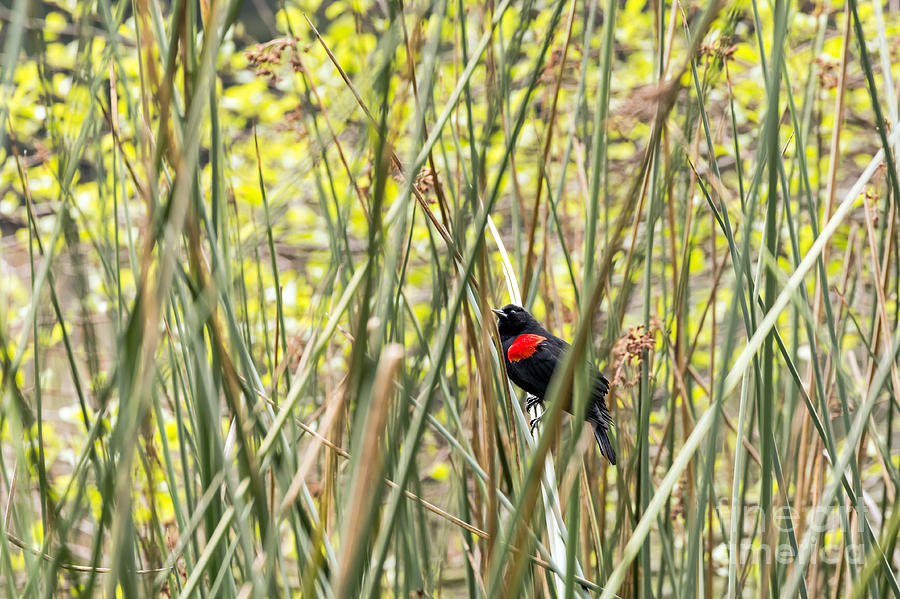 Blackbird in Reeds Photograph by Kate Brown