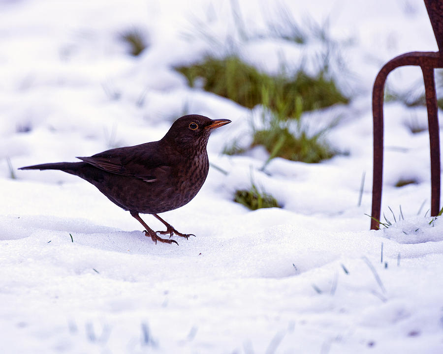 Blackbird in snow. Photograph by Paul Scoullar