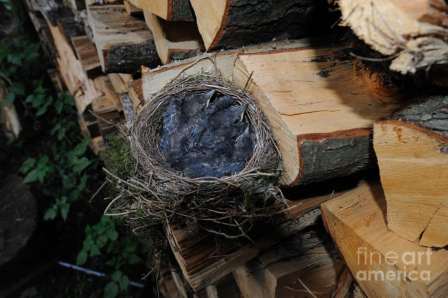 Blackbird Photograph - Blackbird Nest With Chicks by Reiner Bernhardt