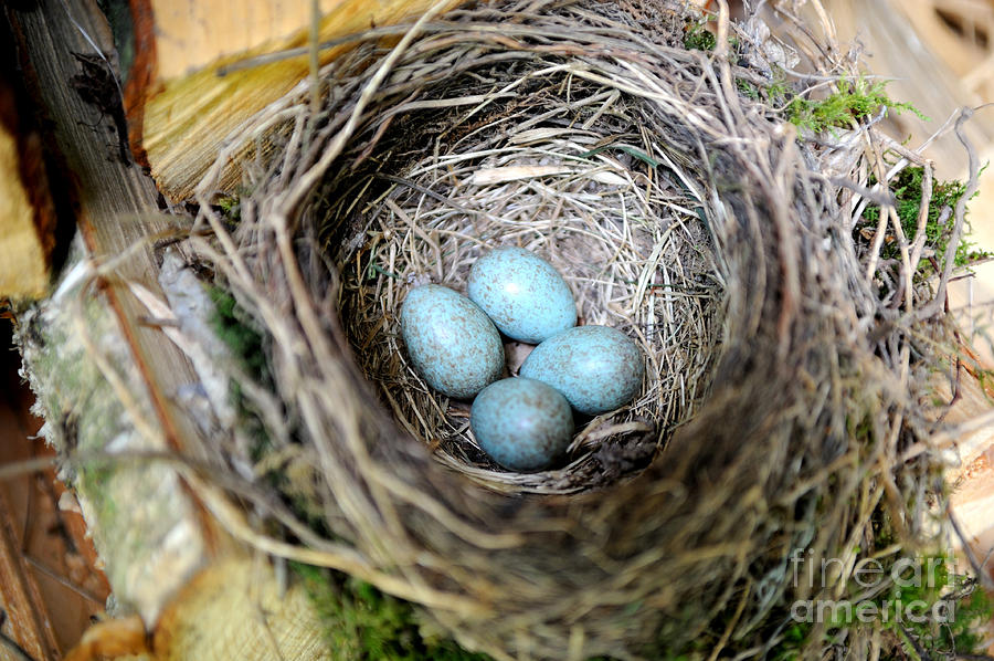 Blackbird Photograph - Blackbird Nest With Eggs by Reiner Bernhardt