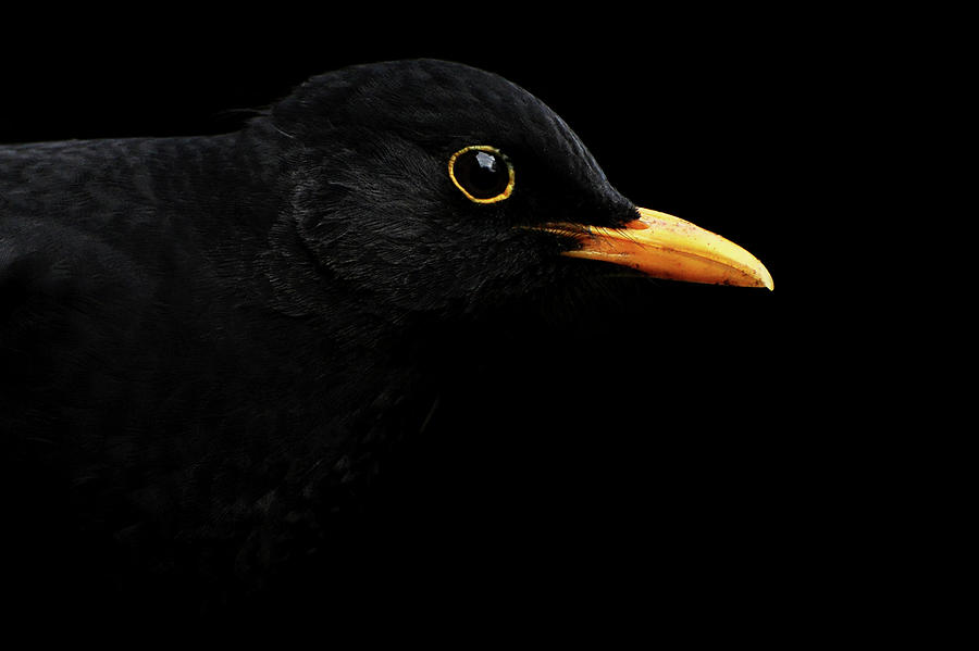 Blackbird On A Black Background Photograph by Robert Trevis-smith