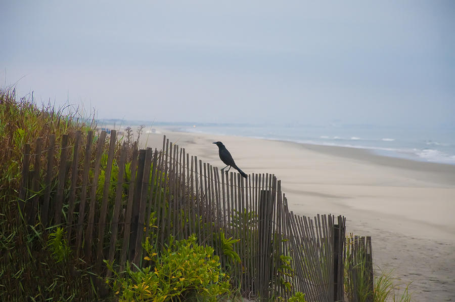 Blackbird Photograph - Blackbird on a Fence on the Beach by Bill Cannon