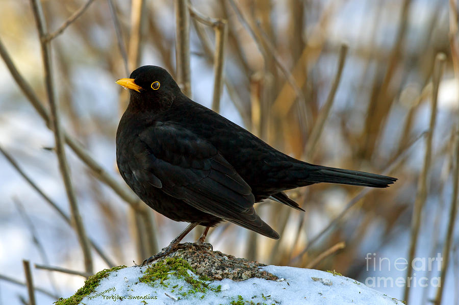 Blackbird on the rock Photograph by Torbjorn Swenelius