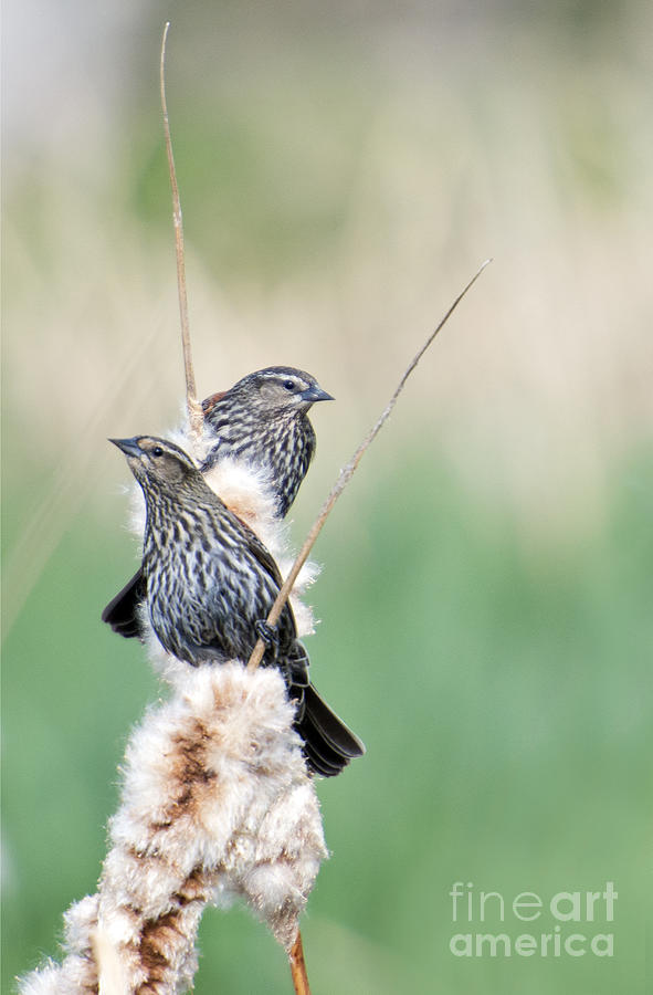 Bird Photograph - Blackbird Pair by Michael Dawson