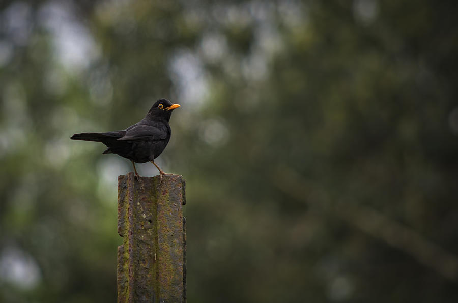 Blackbird Photograph by Paulo Goncalves