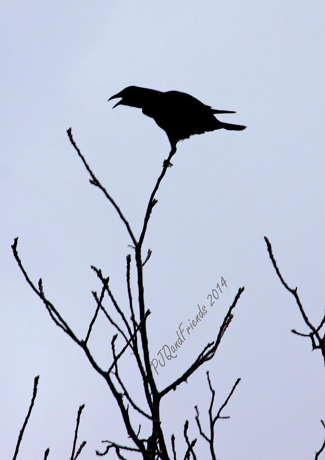 Blackbird Singing Photograph by PJQandFriends Photography